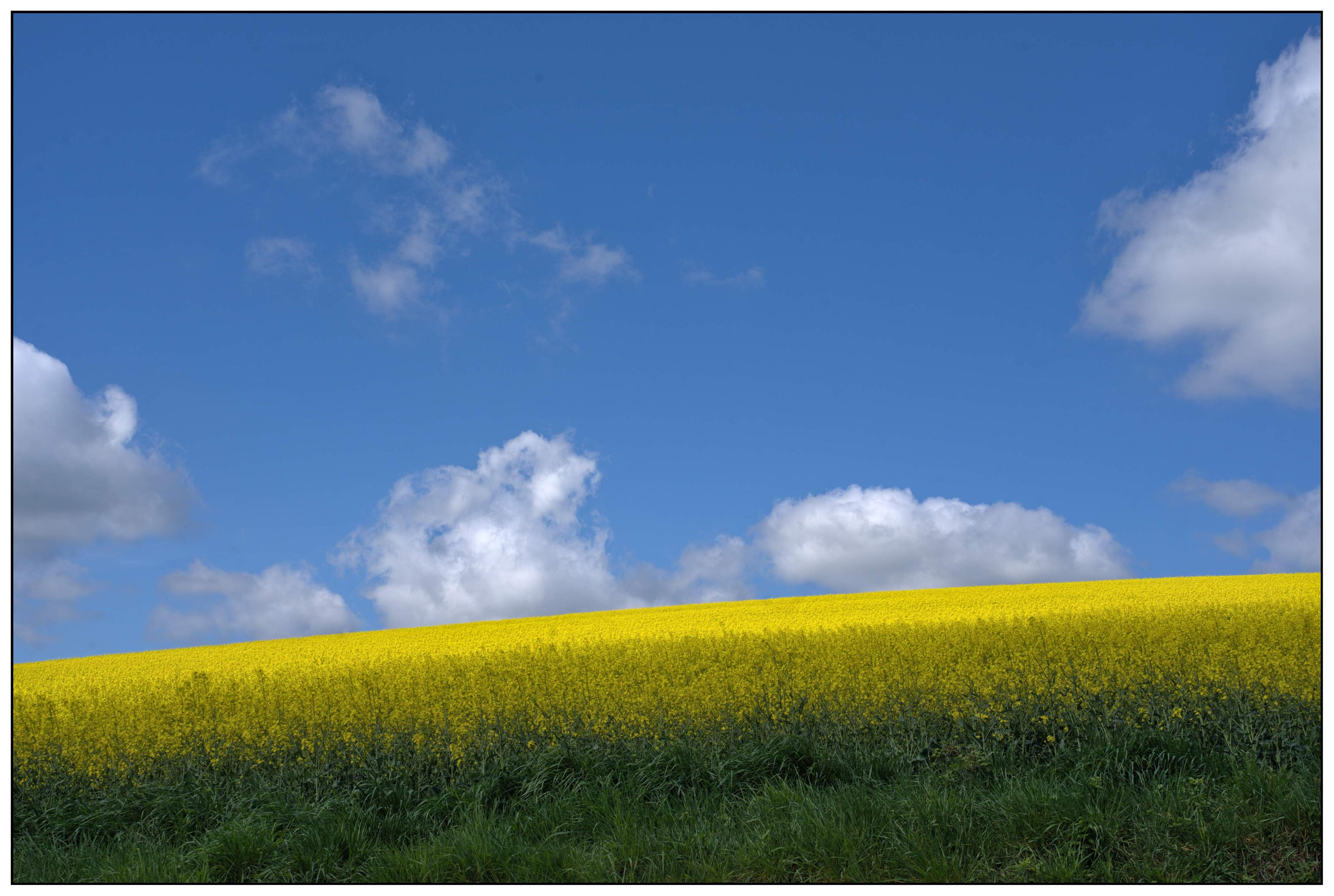 Das Bild zeigt eine idyllische Landschaft unter einem strahlend blauen Himmel mit einigen weißen, lockeren Wolken. Das dominierende Element ist ein großes, leuchtend gelbes Rapsfeld, das sich über einen sanften Hügel erstreckt. Im Vordergrund geht das Feld in eine Zone mit sattem, grünem Gras über.