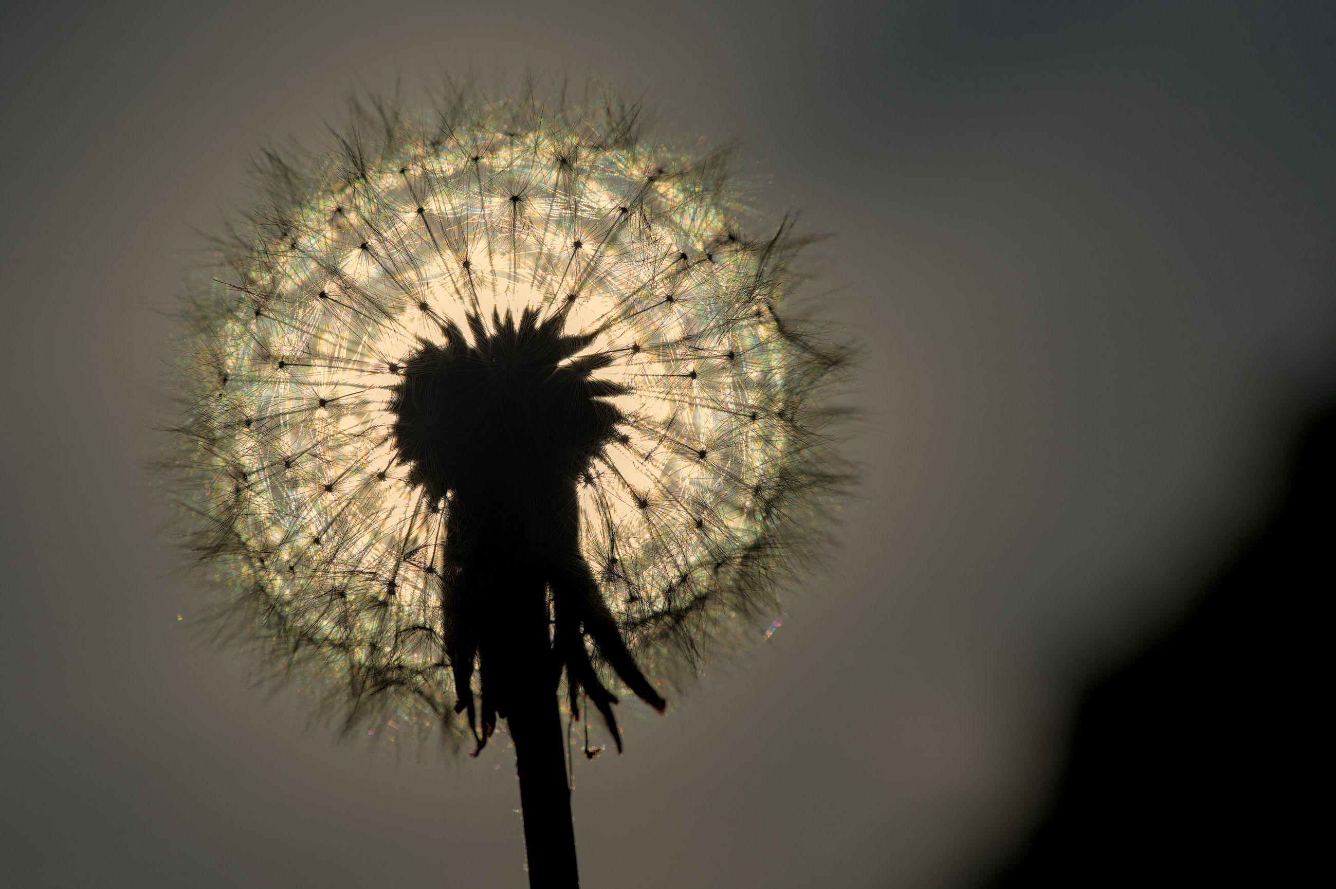 Makroaufnahme einer Pusteblume im Gegenlicht, deren feine Schirmchen als leuchtender Kreis erscheinen. Die dunkle Samenstands-Silhouette hebt sich deutlich vom hellen, weichen Hintergrund ab.